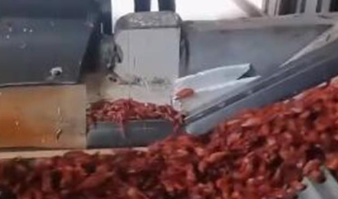 成吨死小龙虾每斤1元多贱卖 死虾疑似被加工二次出售