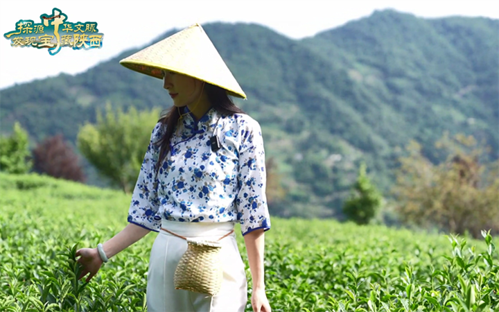 华商头条|探源中华文脉·发现宝藏陕西vlog丨汉江画廊 茶歌紫阳