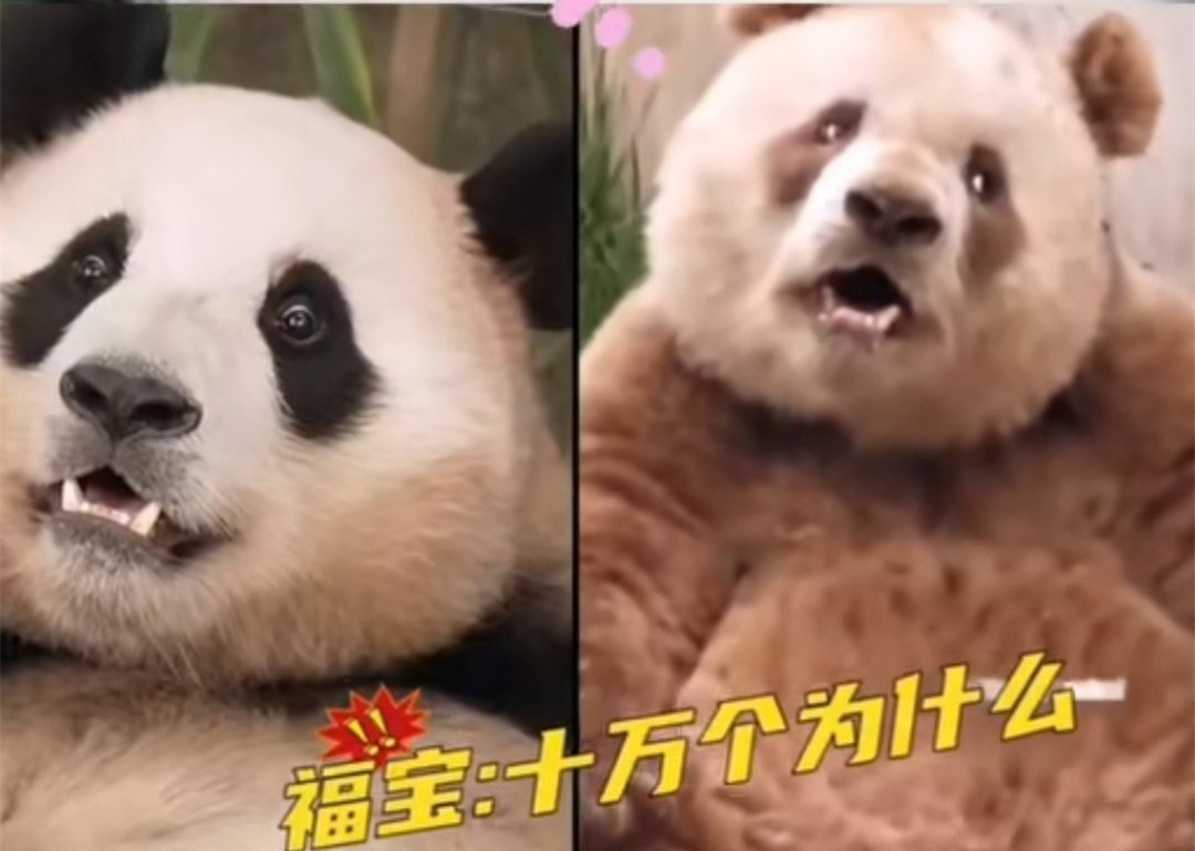 大熊猫“福宝”和“七仔”撞脸了？网友：简直一模一样