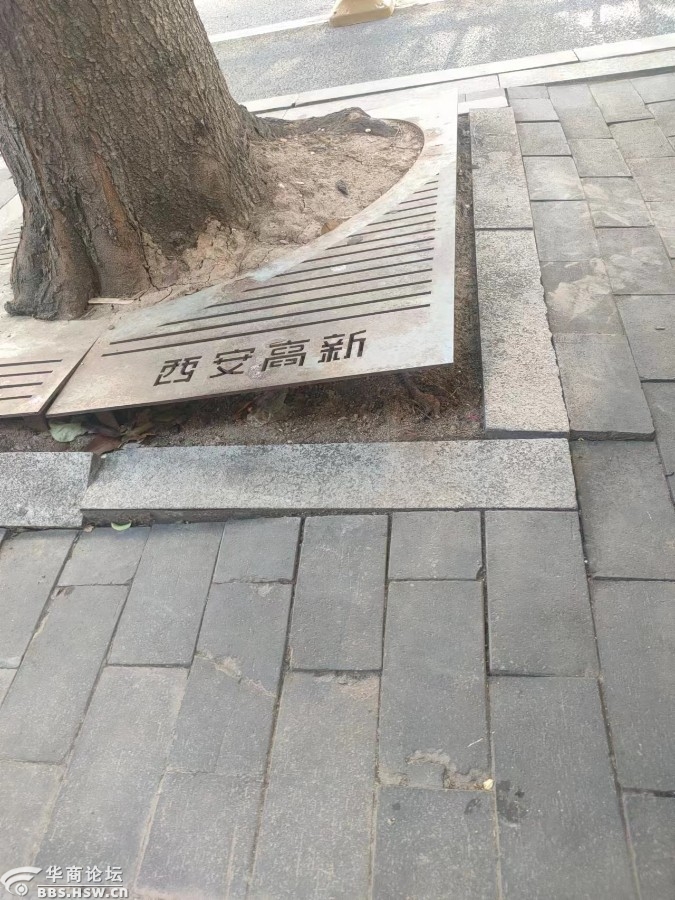 高新四路行道树“树篦子”起翘变形存在隐患 辖区城管表示会尽快修复