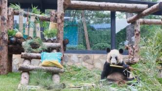 工作人员讲述旅美熊猫“丫丫”的回国历程 “感受到了全球的关心”
