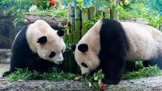 因频繁打闹各住单间 杭州动物园两只大熊猫已分开饲养