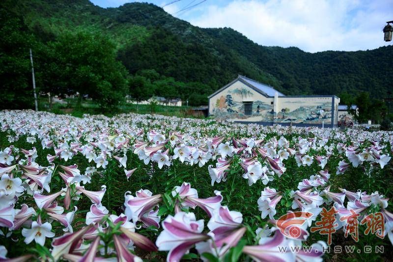 白云村百合花海.jpg