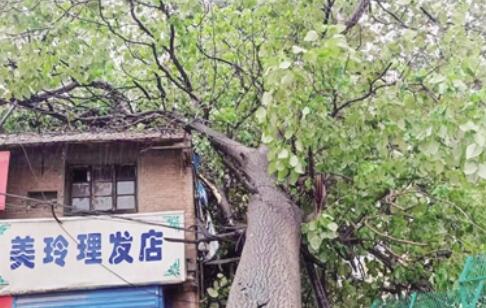 华商头条|西安西郊一20米高的行道树倒下砸损民房 未造成人员受伤