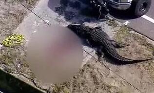 美国现4米多长巨型鳄鱼在路边“吃人”：现场有一大摊血