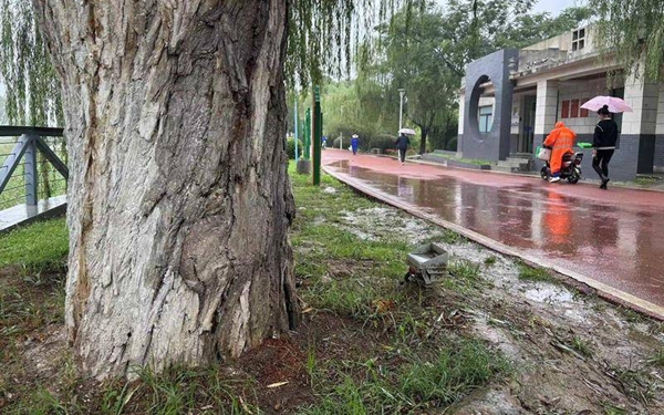 西安灞河岸边大批柳树遭遇天牛啃食 树干树根处堆满木屑